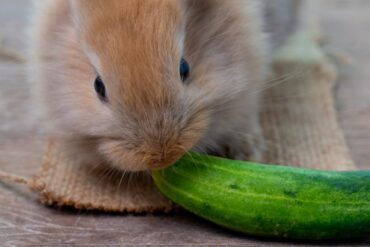 Can Rabbits Eat Cucumbers