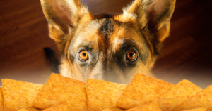 Potential Risks of Feeding Ritz Crackers to Dogs